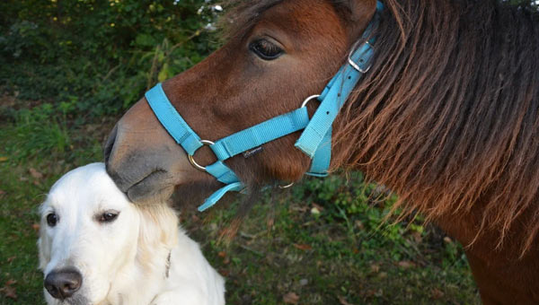 kutya és ló CBD állatoknak